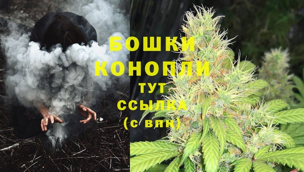 прущие грибы Нефтекумск